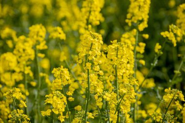 Çiçekli bir ırz tohumu tarlasında. Kolza çiçekleri sarıdan güneşe. Çiftçi yağ tohumu tecavüzü yetiştiriyor