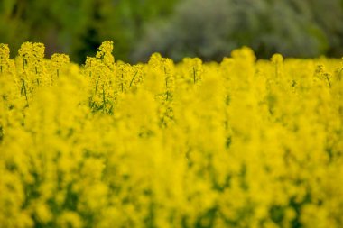 Çiçekli bir ırz tohumu tarlasında. Kolza çiçekleri sarıdan güneşe. Çiftçi yağ tohumu tecavüzü yetiştiriyor