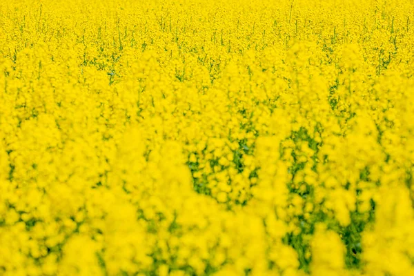 Num Campo Colza Florido Flores Colza Amarelo Sol Agricultor Cultiva — Fotografia de Stock