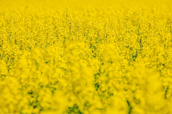 Kvetoucím Řepkovém Poli Semena Řepky Žlutá Slunná Farmář Pěstuje Řepku — Stock fotografie