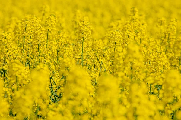 Kvetoucím Řepkovém Poli Semena Řepky Žlutá Slunná Farmář Pěstuje Řepku — Stock fotografie