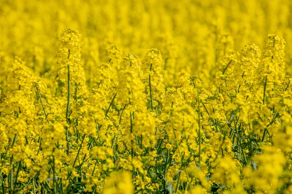 Ett Blommande Rapsfröfält Rapsfrön Blommor Gul Till Sol Jordbrukaren Odlar — Stockfoto