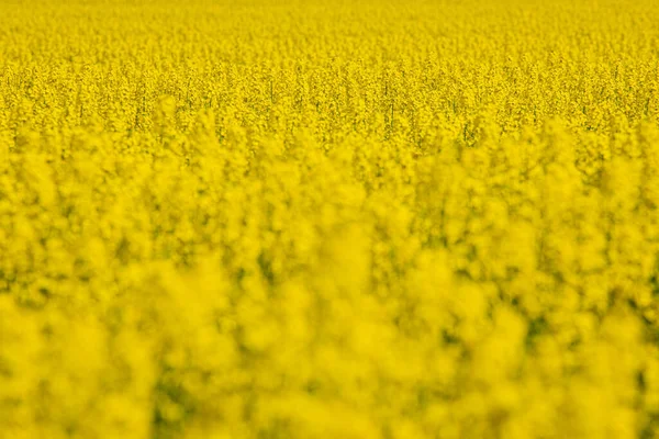 Einem Blühenden Rapsfeld Rapsblüten Gelb Bis Sonnig Der Landwirt Baut — Stockfoto