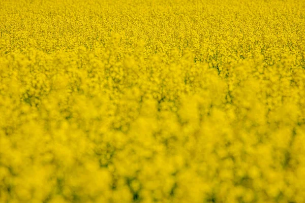 Num Campo Colza Florido Flores Colza Amarelo Sol Agricultor Cultiva — Fotografia de Stock