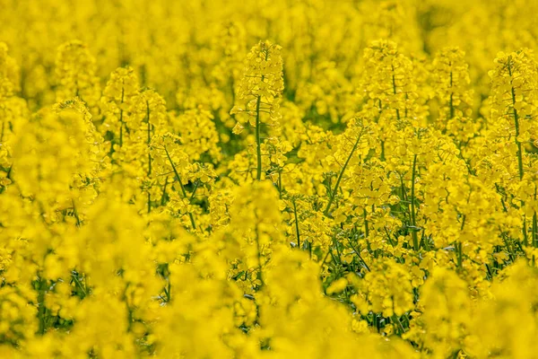 開花菜の花畑で 花は黄日に熟します 農家は種子油を栽培する — ストック写真