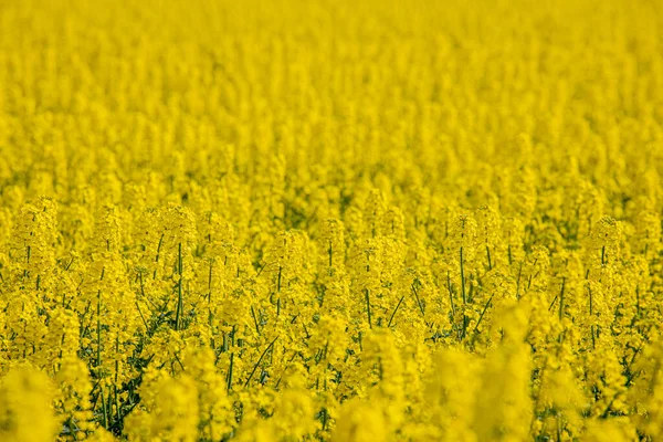 Num Campo Colza Florido Flores Colza Amarelo Sol Agricultor Cultiva — Fotografia de Stock