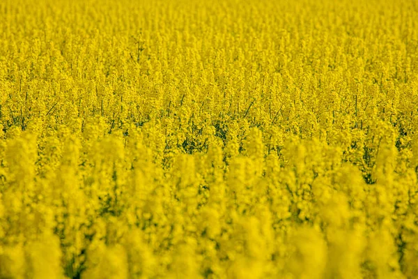 Kvetoucím Řepkovém Poli Semena Řepky Žlutá Slunná Farmář Pěstuje Řepku — Stock fotografie