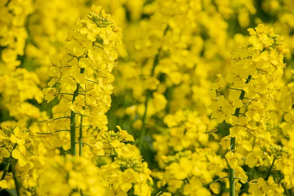 Kvetoucím Řepkovém Poli Semena Řepky Žlutá Slunná Farmář Pěstuje Řepku — Stock fotografie
