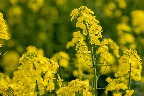 Kvetoucím Řepkovém Poli Semena Řepky Žlutá Slunná Farmář Pěstuje Řepku — Stock fotografie