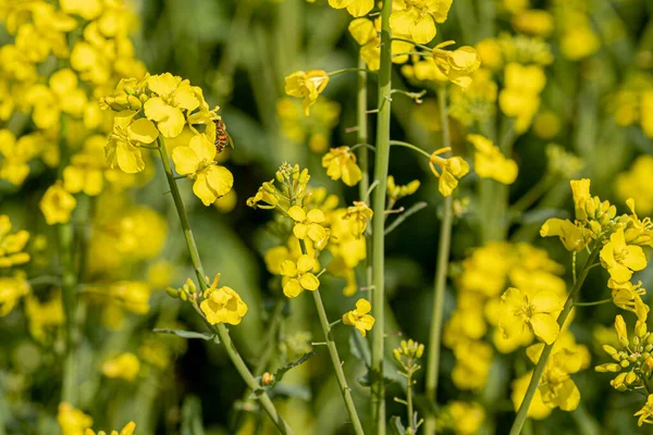 Campo Colza Floreciente Flores Colza Amarillas Sol Agricultor Cultiva Colza — Foto de Stock