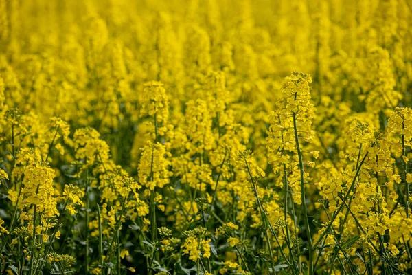 Campo Colza Floreciente Flores Colza Amarillas Sol Agricultor Cultiva Colza — Foto de Stock