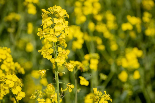 Kvetoucím Řepkovém Poli Semena Řepky Žlutá Slunná Farmář Pěstuje Řepku — Stock fotografie