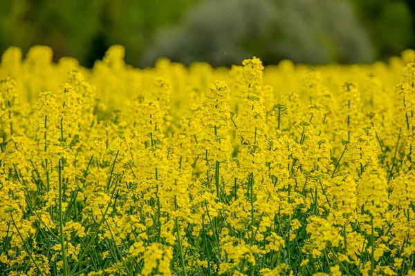 Цветущем Рапсовом Поле Рапсовые Цветы Желтые Солнцу Фермер Выращивает Рапс — стоковое фото