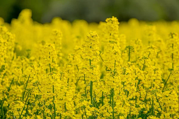 開花菜の花畑で 花は黄日に熟します 農家は種子油を栽培する — ストック写真