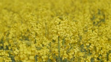 Çiftçi yağ tohumlu tecavüz yetiştiriyor. Tecavüz güzel çiçeklerle çiçek açar. Tecavüz çiçek açıyor ve çayırda hazırlanıyor. Ukraynalıların tohumlarından iyi bir tecavüz büyüdü.