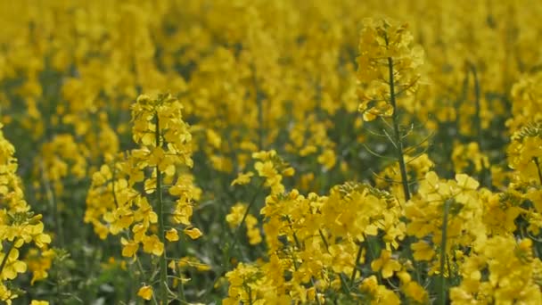 Farmer Uprawia Rzepak Gwałt Kwitnie Pięknymi Kwiatami Gwałt Kwitnie Przygotowuje — Wideo stockowe