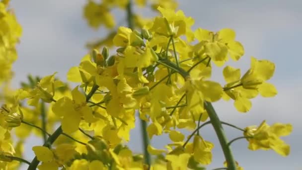 农民种植油籽强奸 油菜花盛开 花朵美丽 强奸在草地上盛开 准备着 乌克兰人的种子孕育了好的强奸 — 图库视频影像