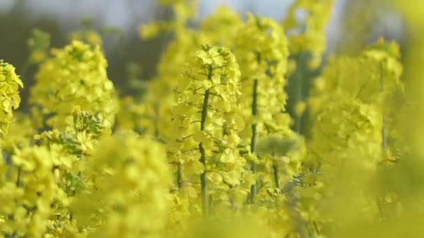 Agricultor Cultiva Colza Oleaginosa Violación Florece Con Hermosas Flores Violación — Vídeo de stock