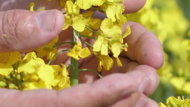 Palmera Sostiene Flores Colza Violación Florece Con Hermosas Flores Violación — Vídeo de stock