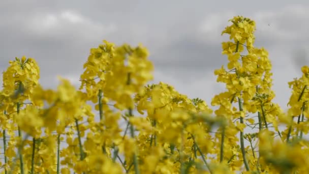 农民种植油籽强奸 油菜花盛开 花朵美丽 强奸在草地上盛开 准备着 乌克兰人的种子孕育了好的强奸 — 图库视频影像