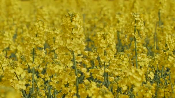 Farmer Grows Oilseed Rape Rape Blooms Beautiful Flowers Rape Blooming — Stock Video