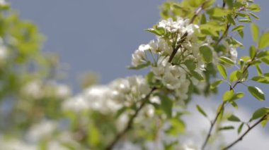 Çiçekli erik dalları. Daldaki beyaz çiçekler. Nazikçe seçmeli odak