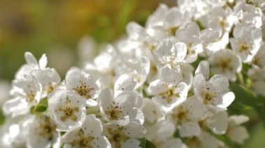 Çiçekli erik dalları. Daldaki beyaz çiçekler. Nazikçe seçmeli odak