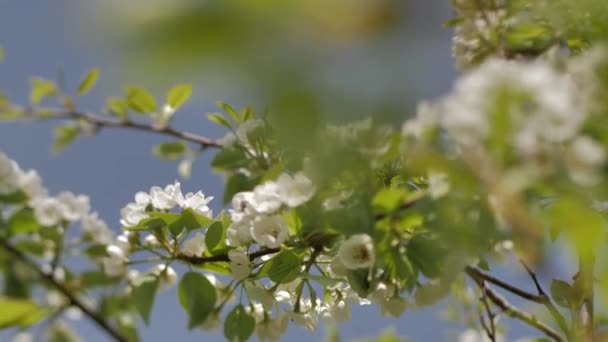 Flowering Plum Branches White Flowers Branch Gentle Selective Focus — Stock Video