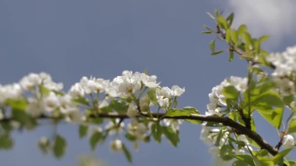 Цветущие Сливовые Ветви Белые Цветы Ветке Мягкий Избирательный Фокус — стоковое видео