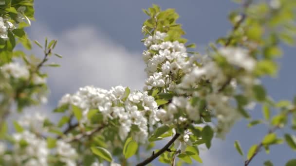 Kwitnące Gałęzie Śliwki Białe Kwiaty Gałęzi Delikatne Skupienie Selektywne — Wideo stockowe
