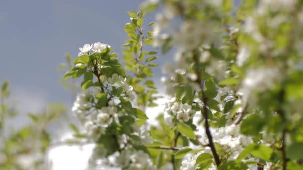 Bloeiende Pruimentakken Witte Bloemen Een Tak Zachte Selectieve Focus — Stockvideo