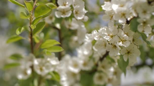 Kwitnące Gałęzie Śliwki Białe Kwiaty Gałęzi Delikatne Skupienie Selektywne — Wideo stockowe
