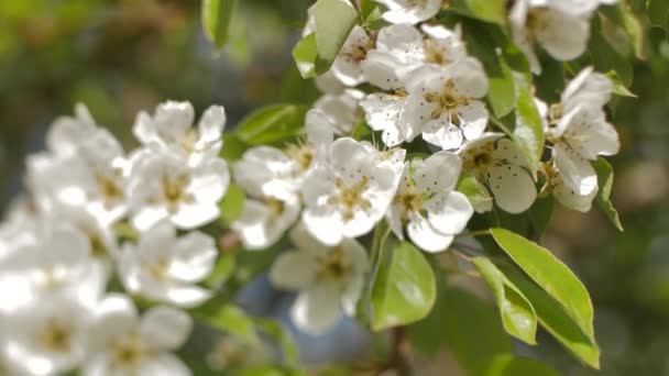 Blommande Plommon Grenar Vita Blommor Gren Försiktigt Selektivt Fokus — Stockvideo