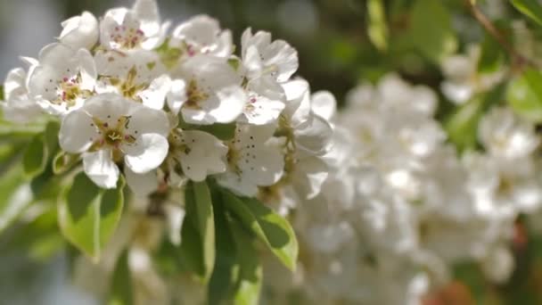 Bloeiende Pruimentakken Witte Bloemen Een Tak Zachte Selectieve Focus — Stockvideo