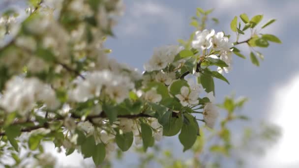 Rami Prugna Fioriti Fiori Bianchi Ramo Concentrazione Selettiva Delicata — Video Stock