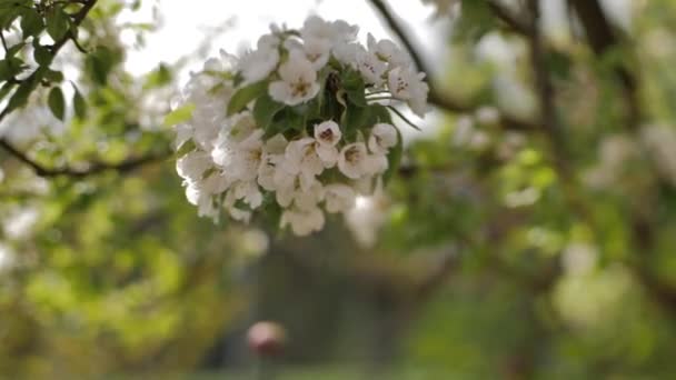 Flowering Plum Branches White Flowers Branch Gentle Selective Focus — Stock Video