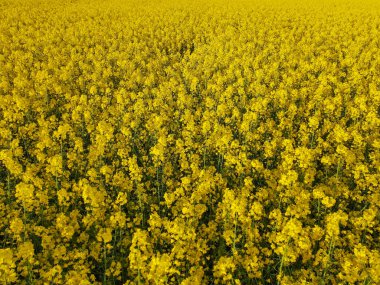 Ekin tarlasının tepesinden insansız hava aracı atışı. Çiftçiler mahsul ektiler. Gözyaşı tohumu tarlaları çiçek açar ve güzelce büyür.