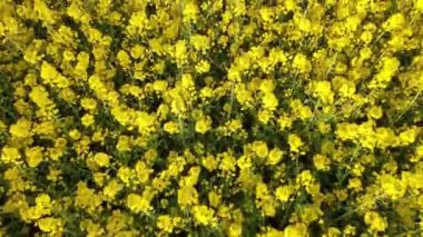 Ekin tarlasının tepesinden insansız hava aracı atışı. Çiftçiler mahsul ektiler. Gözyaşı tohumu tarlaları çiçek açar ve güzelce büyür.