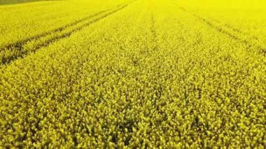 Ekin tarlasının tepesinden insansız hava aracı atışı. Çiftçiler mahsul ektiler. Gözyaşı tohumu tarlaları çiçek açar ve güzelce büyür.