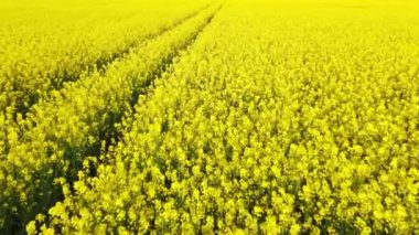 Ekin tarlasının tepesinden insansız hava aracı atışı. Çiftçiler mahsul ektiler. Gözyaşı tohumu tarlaları çiçek açar ve güzelce büyür.