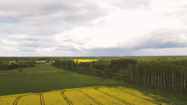 Drone Skott Från Toppen Gröda Fält Jordbrukarna Planterade Grödor Rapsfröfält — Stockvideo
