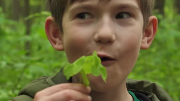 Boy Happy Eat Sorrel Child Happy Eat Grass — Stock Video