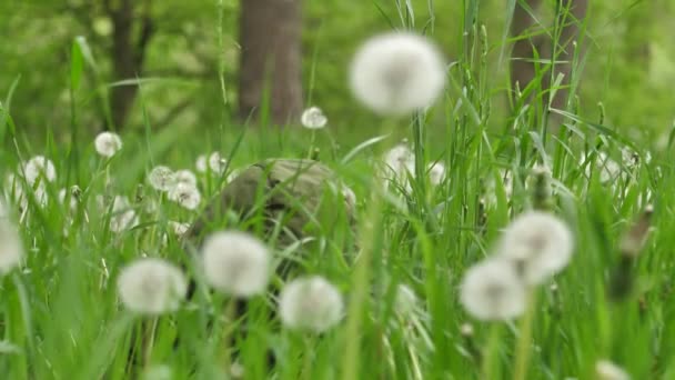 Chico Estaba Jugando Campo Del Diente León Niño Esconde Sala — Vídeos de Stock