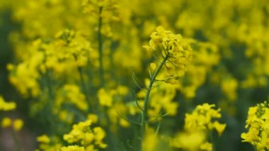 Çiftçiler mahsul ektiler. Gözyaşı tohumu tarlaları çiçek açar ve güzelce büyür.