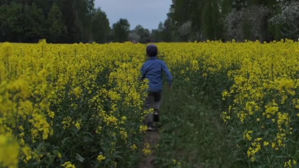 Dziecko Bawiło Się Polu Rzepakowym Żółty Gwałt Rolniczy Chłopak Pokazuje — Wideo stockowe