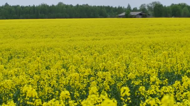 Bauern Pflanzten Feldfrüchte Rapsfelder Blühen Und Wachsen Schön — Stockvideo