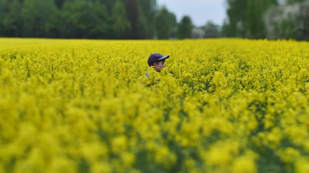 Niño Estaba Jugando Campo Colza Violación Agrícola Amarilla Chico Muestra — Vídeos de Stock