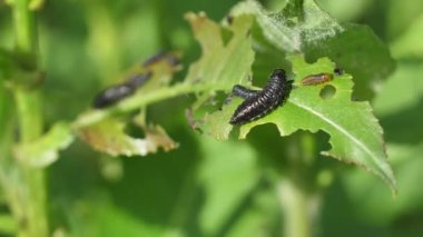 Kara larvalar ağacın yapraklarını yerler. Ağaç yapraklarındaki siyah solucanlar.