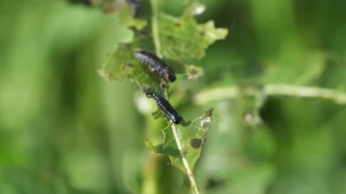 Kara larvalar ağacın yapraklarını yerler. Ağaç yapraklarındaki siyah solucanlar.