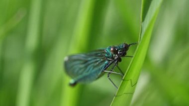 Mavili bir yusufçuk yeşil çimlerin üzerinde oturur. Mavi kanatlı bir yusufçuk kameraya bakar.